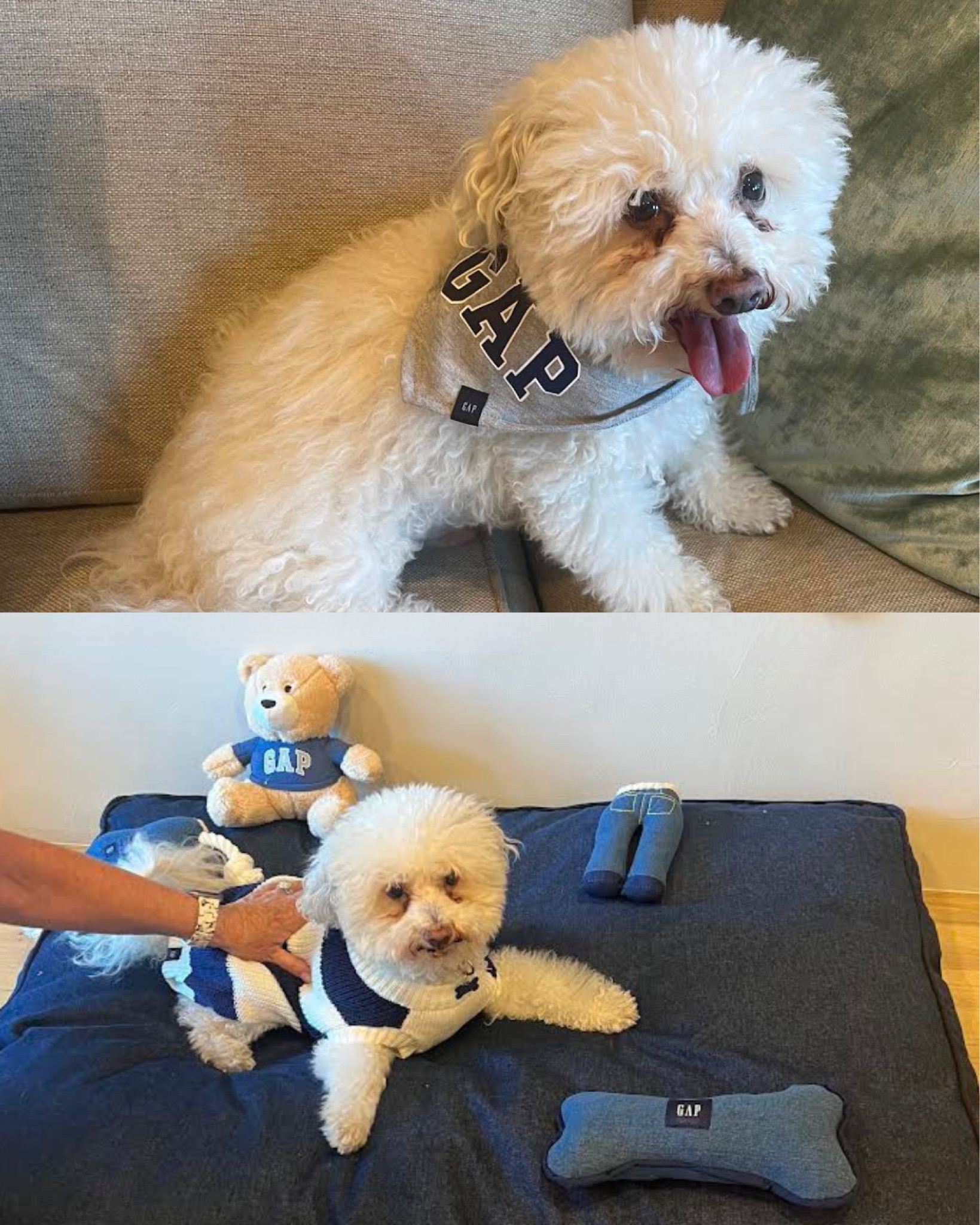 My rescue dog Buddy is looking so dapper in GAP Pet items I found on @walmart.
He was too excited to stay still on his new dog bed! As a #walmartpartner, I found iconic pet clothes, his cozy new bed, toys + more.
If you are a pet parent, you will love the quality and the budget-friendly prices too.
#welcometoyourwalmart #LTKPets

#LTKFind #LTKhome #LTKunder50