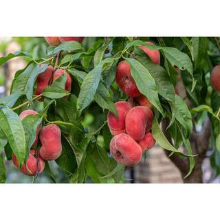 Saturn peach tree product photo via LTK