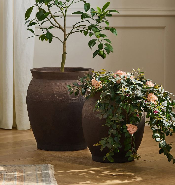 Magnolia Terracotta Planter | Rejuvenation