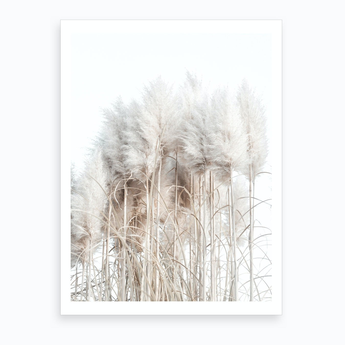 Pampas Grass I Art Print | Fy! (UK)