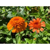 Cresto Orange Zinnia Flower Seeds, Scabiosa Flowered Zinnias, 50 Seeds // Non-Gmo, Zinnia Elegans | Etsy (US)
