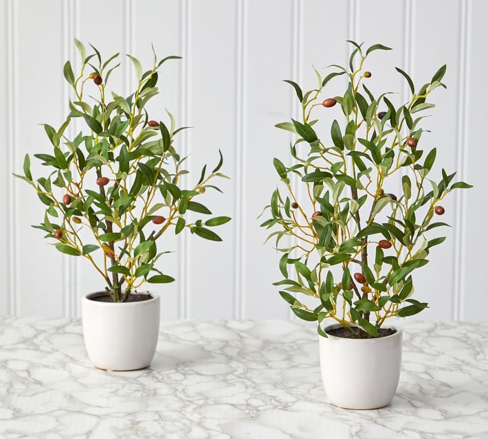Faux Olive Tree in Vase - Set of 2 | Pottery Barn (US)