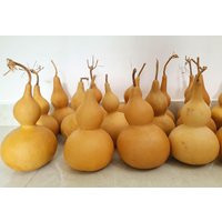 Set Of 2 Dried Gourds Unpainted Wall Decor, Vietnamese Grown, Planted By Farmers | Etsy (US)