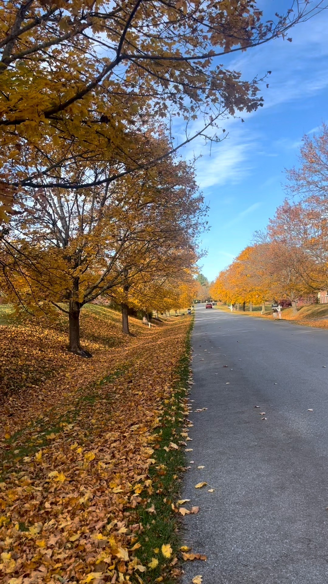 Getting a morning walk in isn’t always easy for me but I do know when I do commit to it I never regret it. Bonus when I wear my weighted vest to get a little extra health benefit. 

#LTKPets #LTKActive #LTKSeasonal