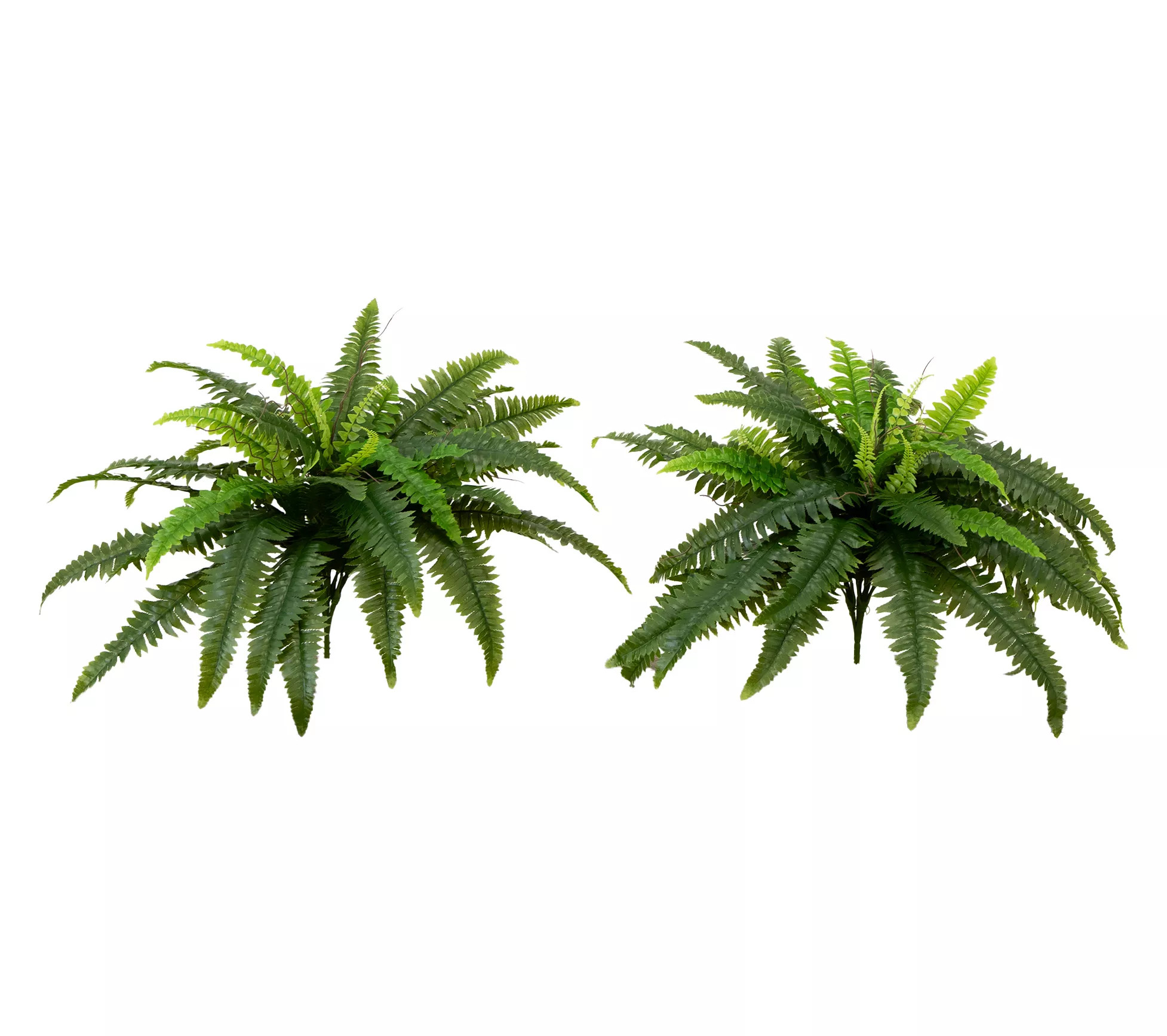 Make Your Selection: Nearly Natural Set of (2() 40" UV Resistant Boston Fern | QVC
