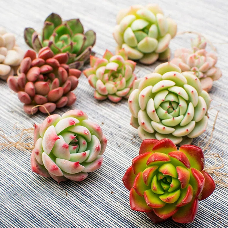 Patio & Garden/Live Plants/Perennials/All Perennials | Walmart (US)