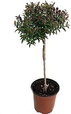 Live Plant - Biblical Myrtle Herb Plant - Myrtus - Ancient Herb - 4.5" Pot - Topiary | Amazon (US)