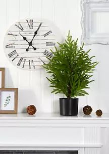 2 Foot Norfolk Island Pine Tree | Belk