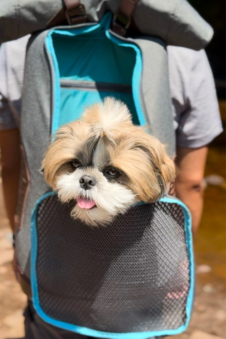Dog carrier bag

#LTKFind #LTKtravel #LTKitbag