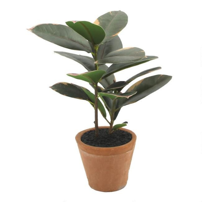 Mini Faux Rubber Plant in Terracotta Pot | World Market