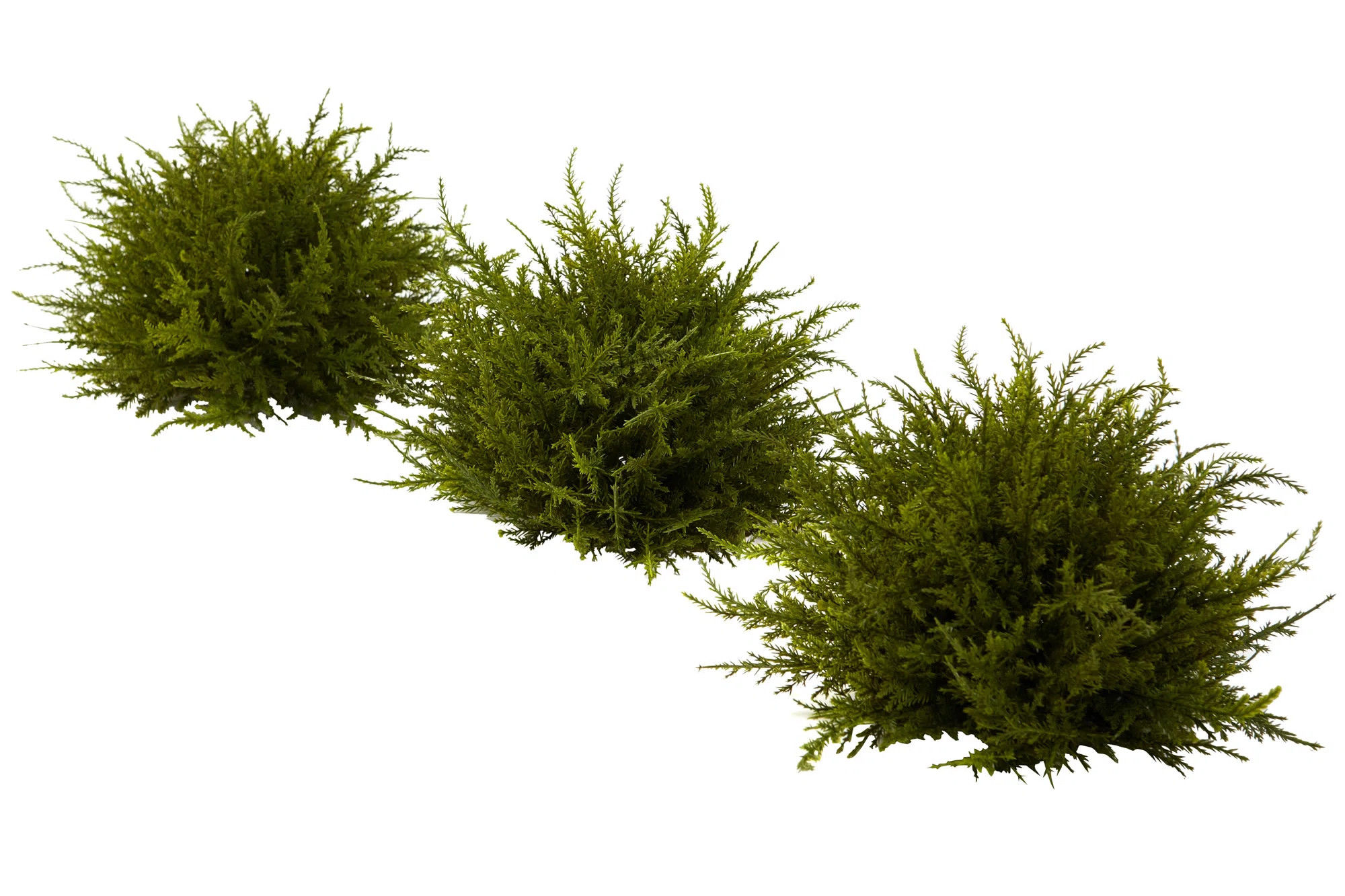 3 Cedar Topiary | Wayfair North America