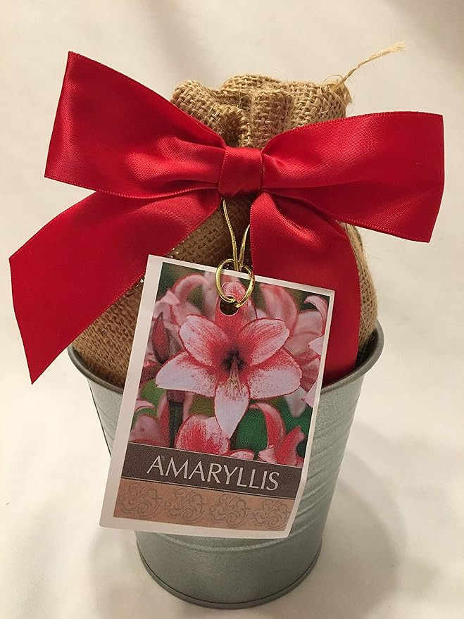 Tin Charisma Amaryllis Holiday Gift Growing Kit, Deluxe Edition. Includes a Rustic Tin Pot, a Lar... | Amazon (US)