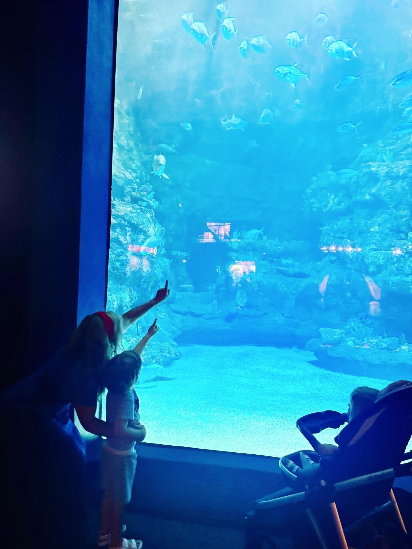 Oh we just had the most fin 😉 tastic 🐠 time ✨ at the aquarium 🐢🦈🪸🪼🏝️⛵️🦀 with the cutest little fishies 🐟 in the sea 🌊 🐳🐚🐋⚓️💦 #ncaquarium #northcarolinaaquarium #firstaquariumtrip #babysfirsttriptotheaquarium #babysfirstaquariumvisit