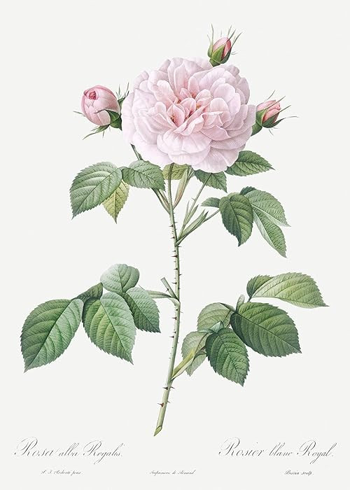 Eurisko Studios Botanical Plant Print - Royal White Rose, Rosa alba regalis by Pierre Joseph Redo... | Amazon (US)