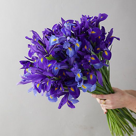 Fresh Iris Bunch | Terrain