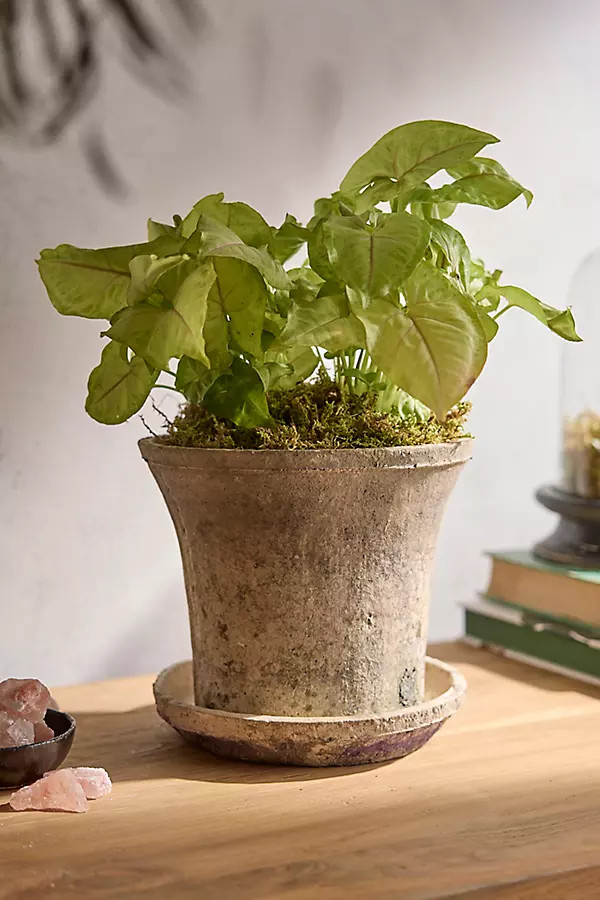 Earth Fired Clay Cylinder Pot + Saucer Set | Anthropologie (US)