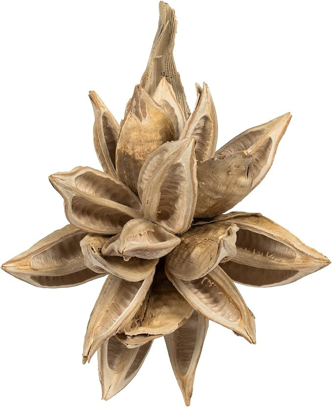 Vickerman 6" Bleached Star Pod - Dried Botanical Flowers - Star Pod - Botanical Dried Flowers - F... | Amazon (US)