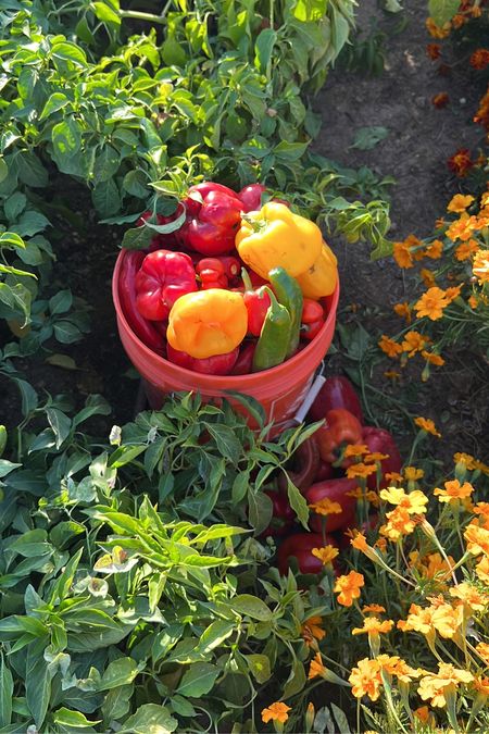 Peppers — growing garden plants from seed

#LTKSeasonal #LTKfamily #LTKhome