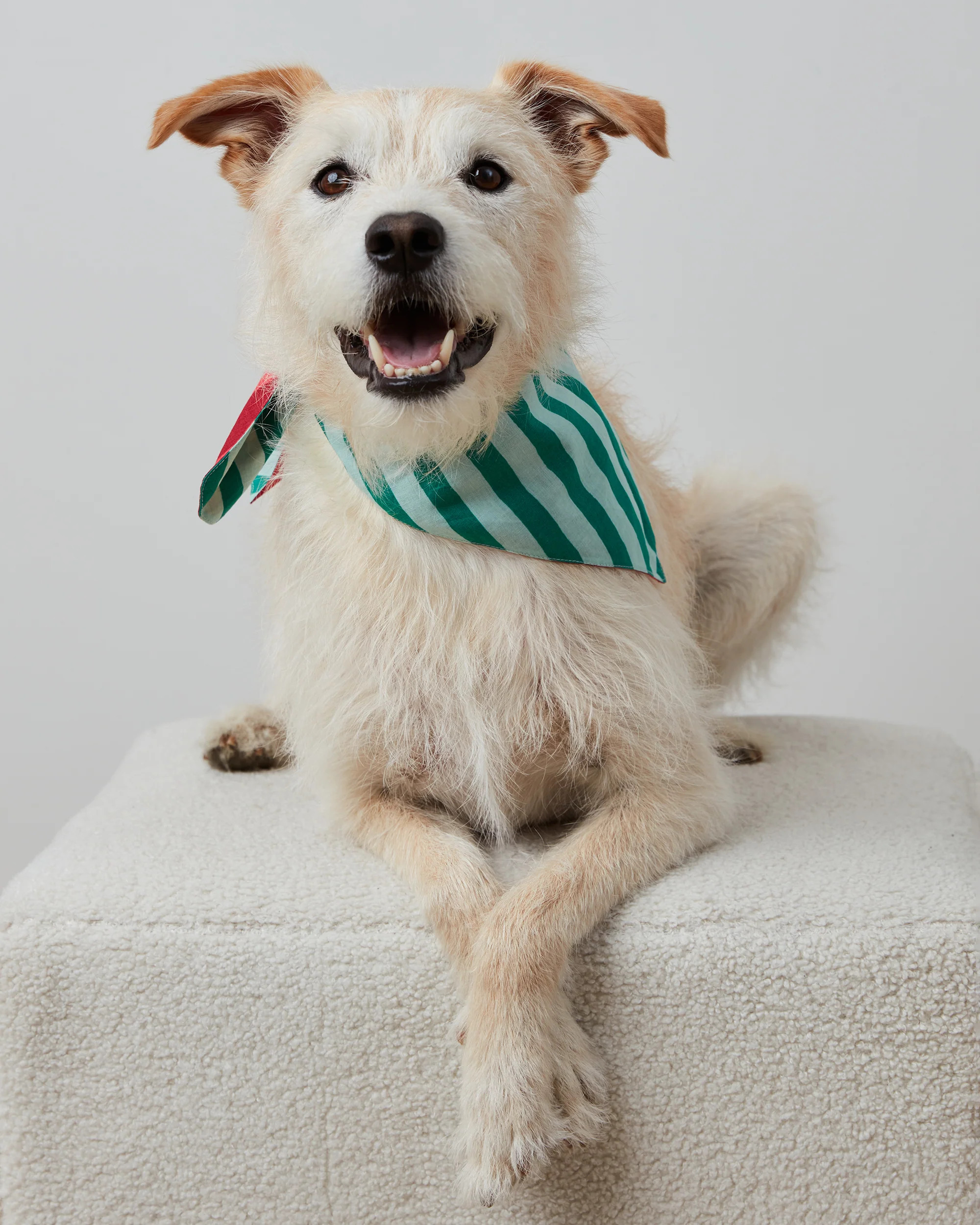 Holiday Stripes - Pet Bandana - Spearmint & Peppermint | Printfresh