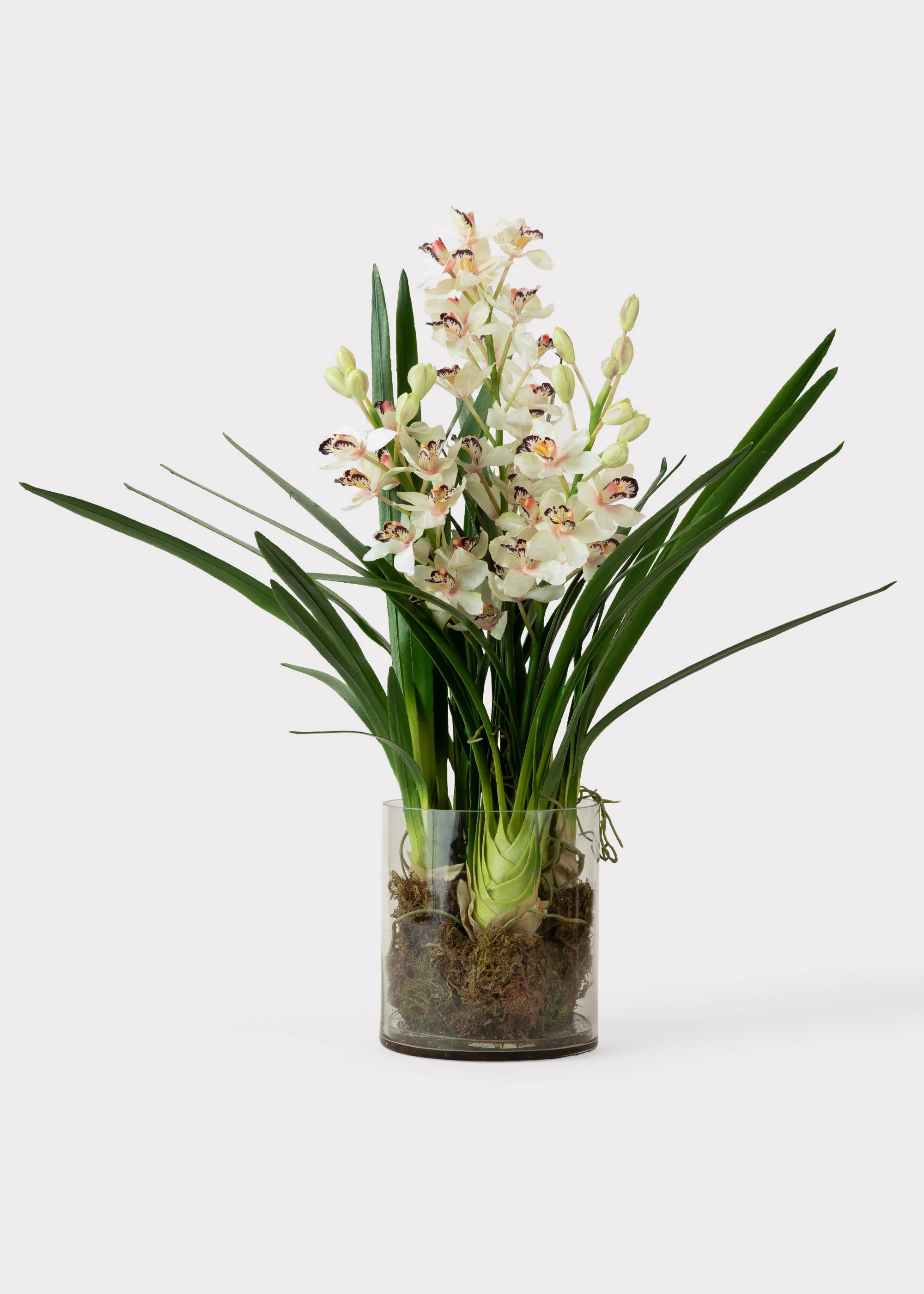 Faux Cymbidium Orchid - 36" | Potted Glass Vase | Afloral | Afloral