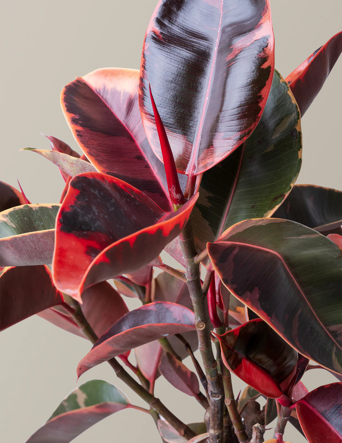 Ficus Ruby | The Sill