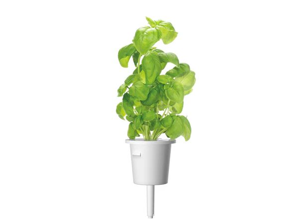 Basil Plant Pods | Click & Grow