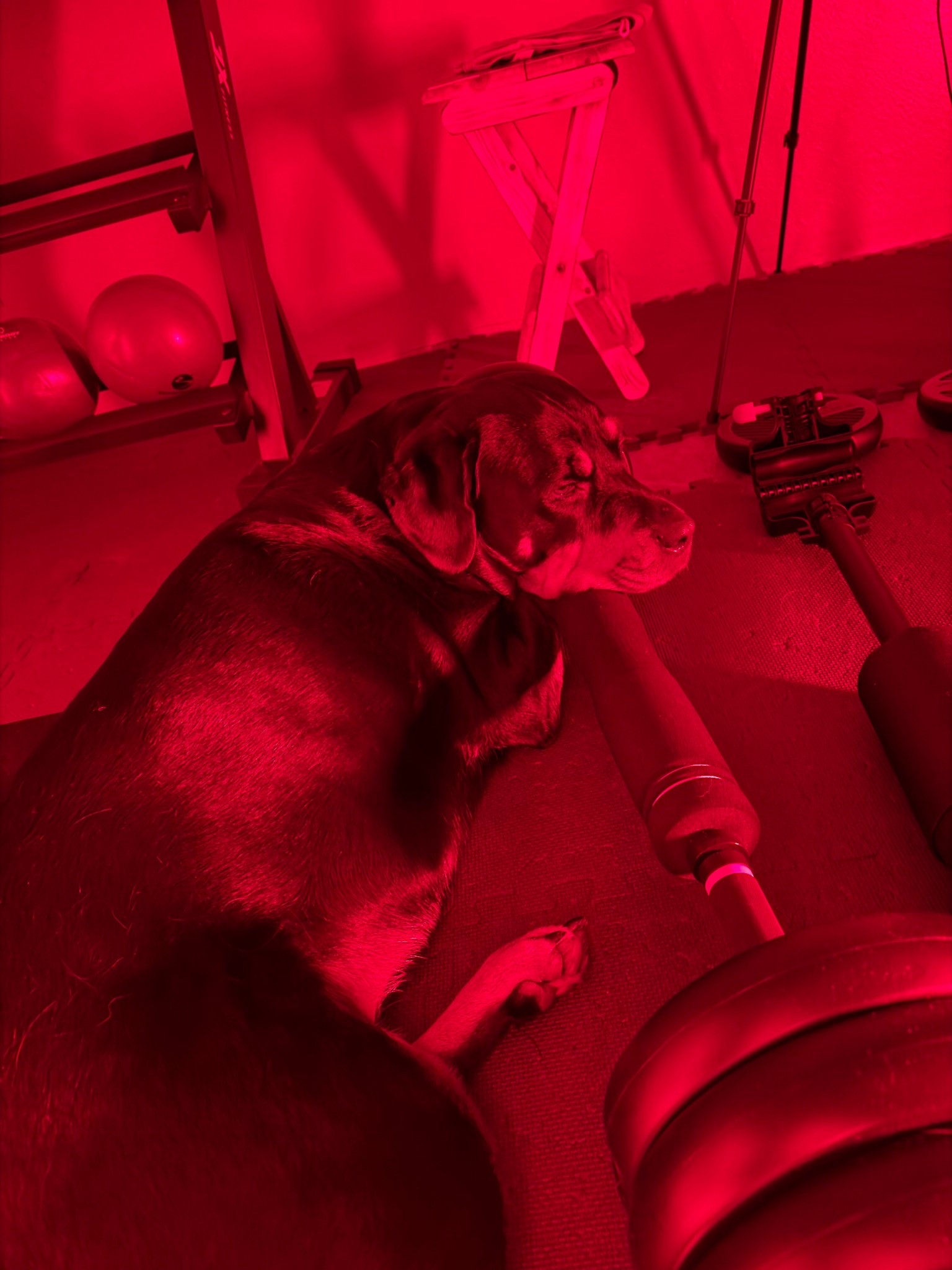 Rue’s favorite spot in the house!

#LTKSeasonal #LTKActive #LTKBeauty