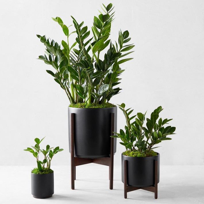 L&amp;#233;on &amp;amp; George Zanzibar Gem Potted Plant, Small, Black | Williams-Sonoma