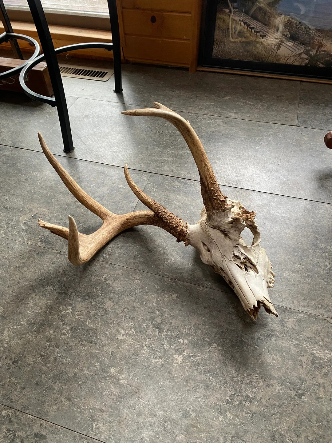 Real Wonky Whitetail Deer Skull - Etsy | Etsy (US)