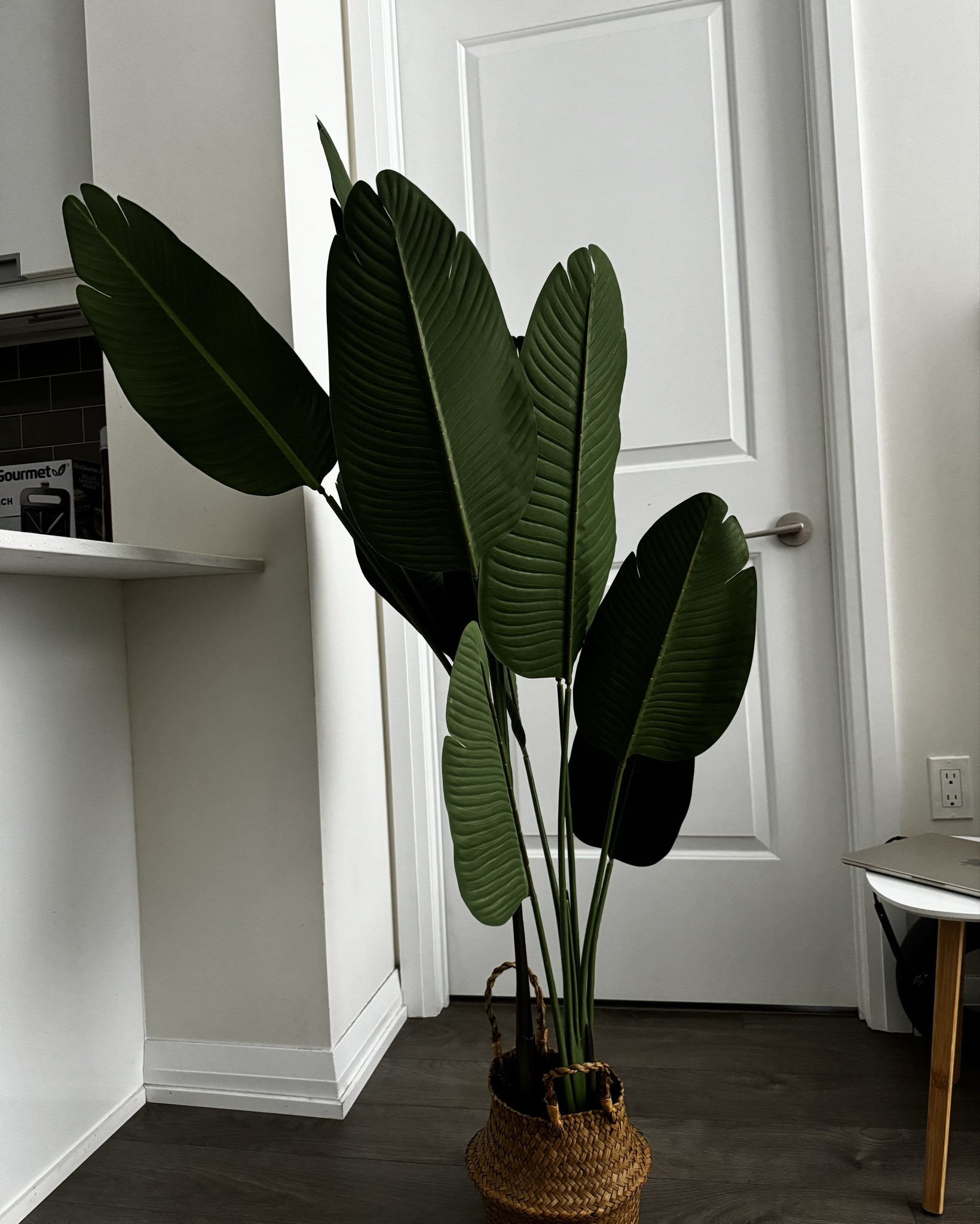 A bird of paradise plant that absolutely looks real? Here it is! 😍
What do you think?

#LTKcanada #LTKcasa