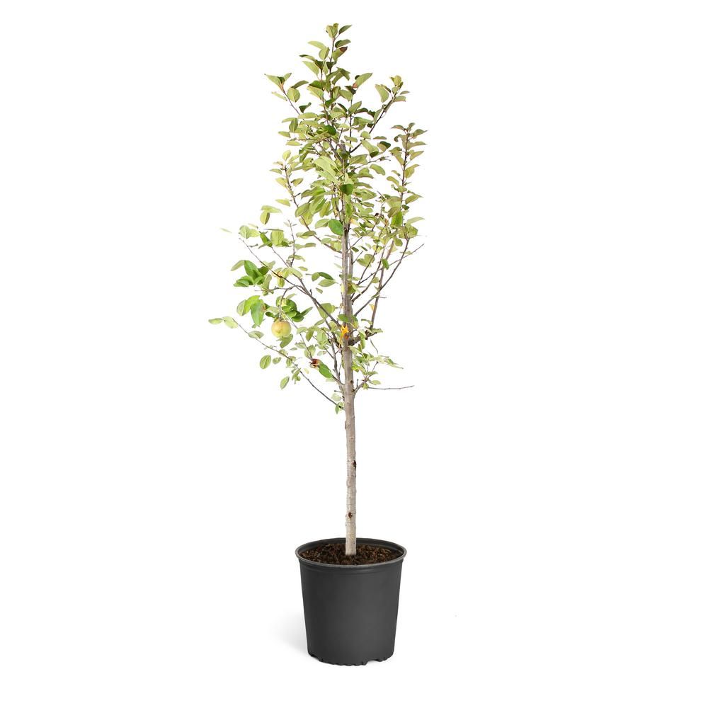 Brighter Blooms 5 Gal. Fuji Apple Tree-APP-FUJ-56-5 - The Home Depot | The Home Depot