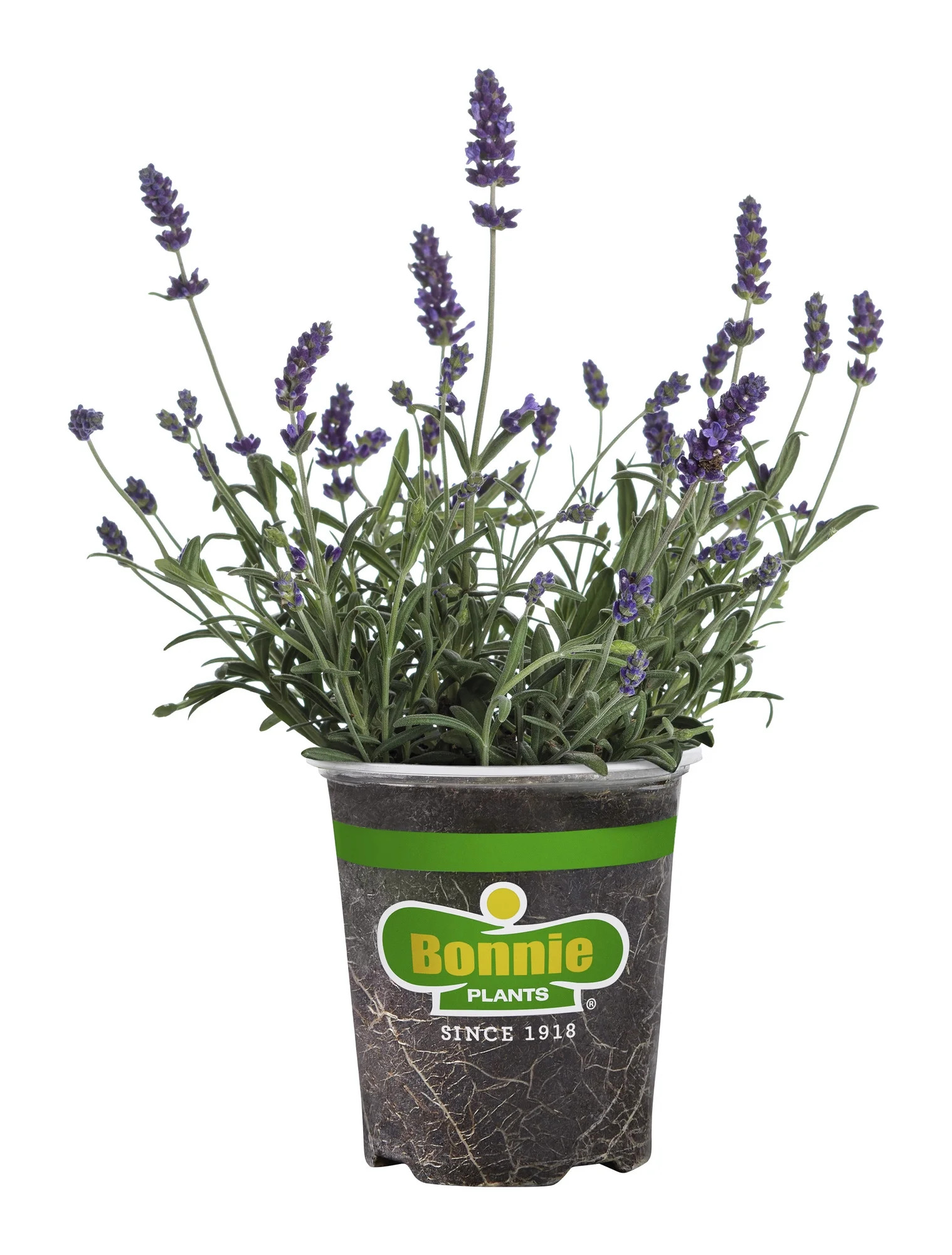 Bonnie Plants Lavender, 19.3 oz., Live Plant | Walmart (US)