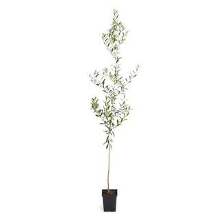 3 Gal. Arbequina Olive Tree 3 ft. to 4 ft. Tall | The Home Depot