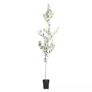 3 Gal. Arbequina Olive Tree 3 ft. to 4 ft. Tall | The Home Depot