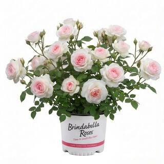 3 Gal. Touch of Pink Brindabella Live Rose with White and Pink Flowers (1-Pack) | The Home Depot