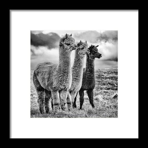 Lama lineup Framed Print | Fine Art America