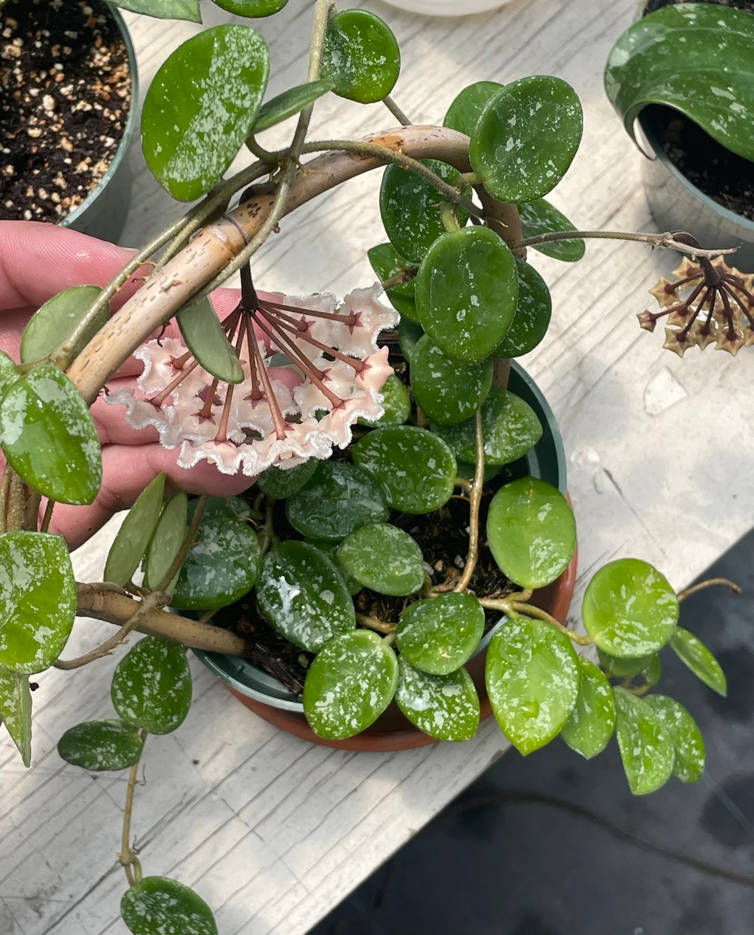 Hoya Mathilde Splash / Exact Plant/ Shipped in 3 Pots/ White Fuzzy Blooms/ Tiny Leaves/ Small Lea... | Etsy (US)