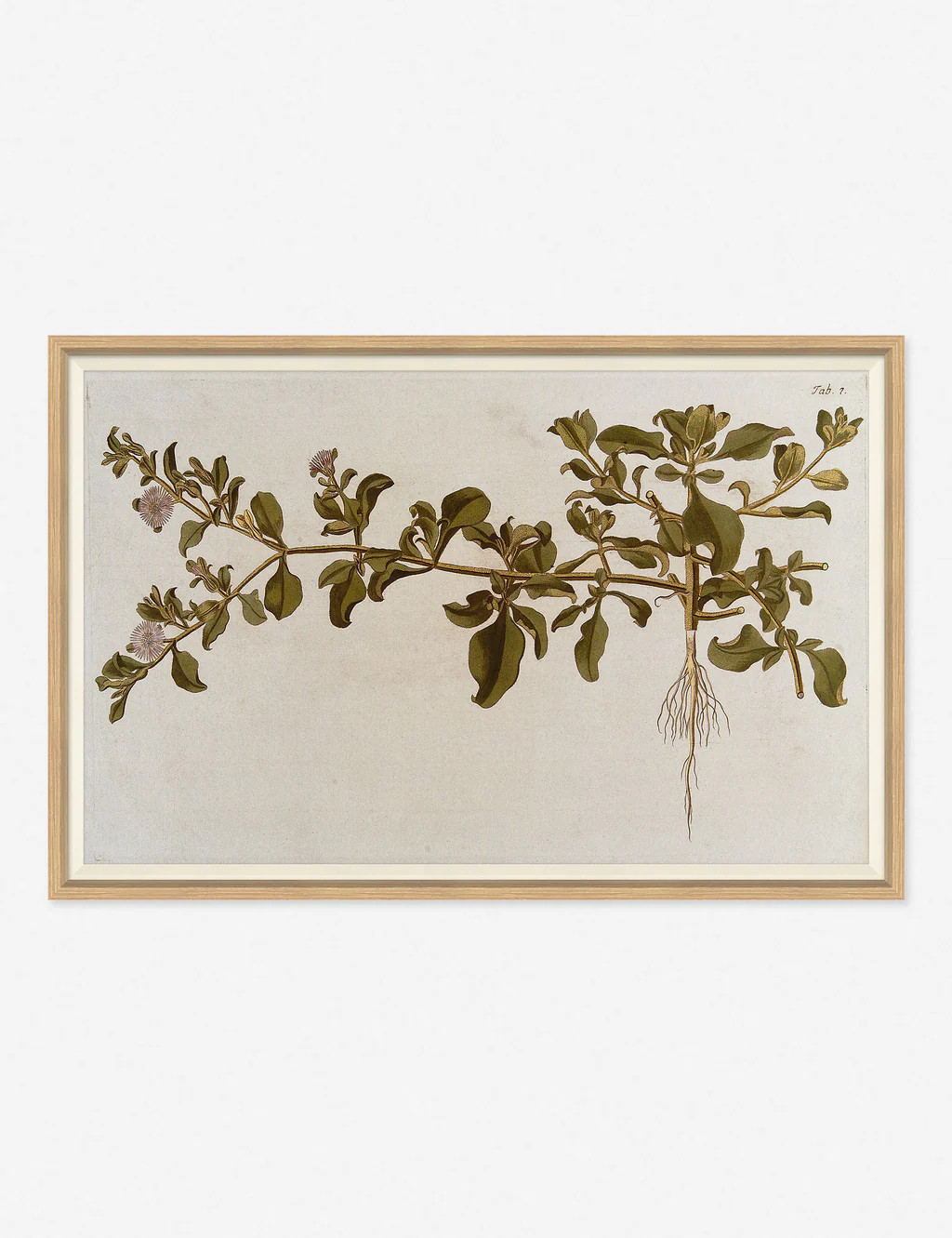 Flowering Plants I Wall Art by Franz Anton Von Scheidl | Lulu and Georgia 