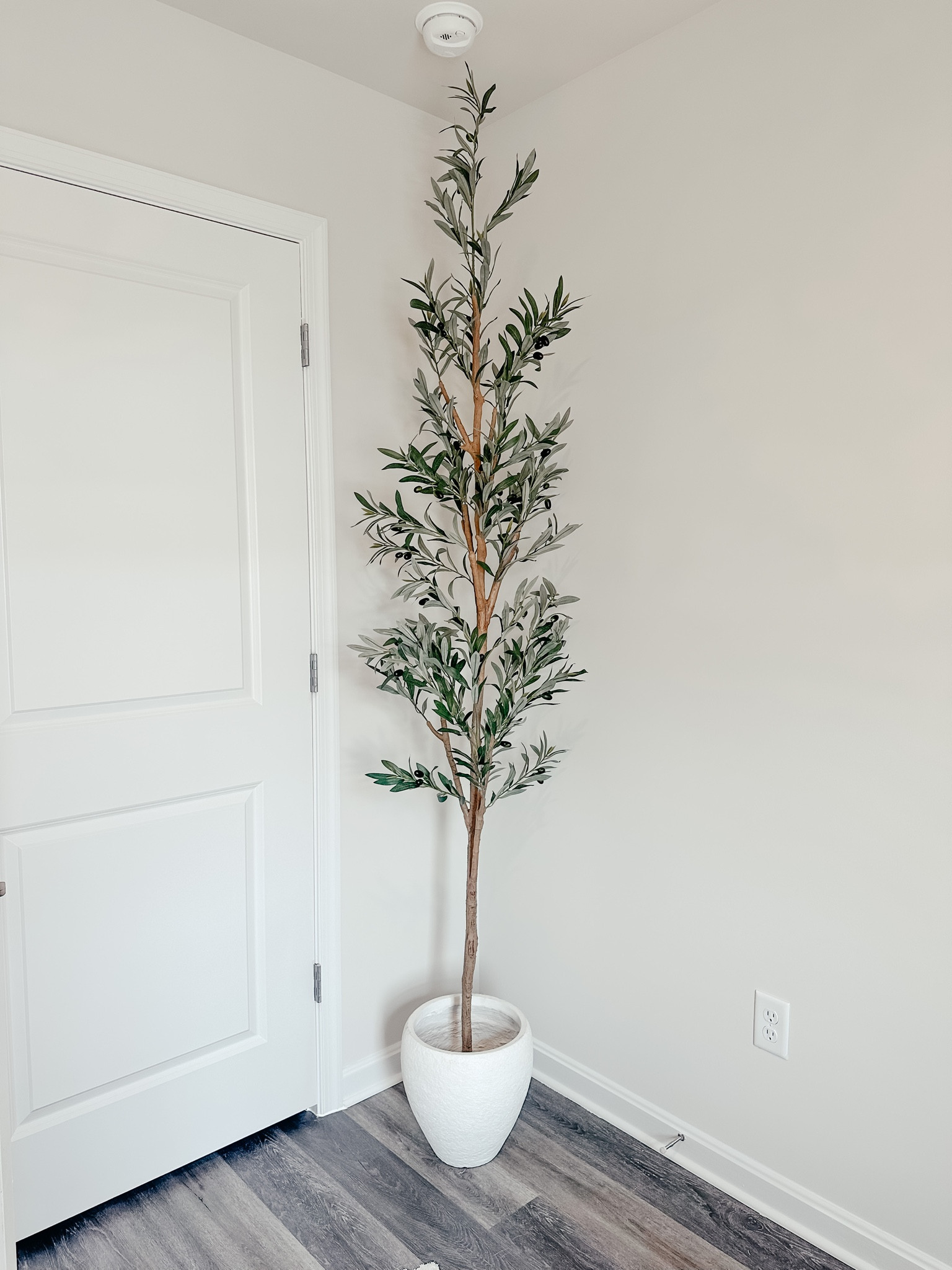 $70 olive tree 

#LTKFind #LTKsalealert #LTKhome
