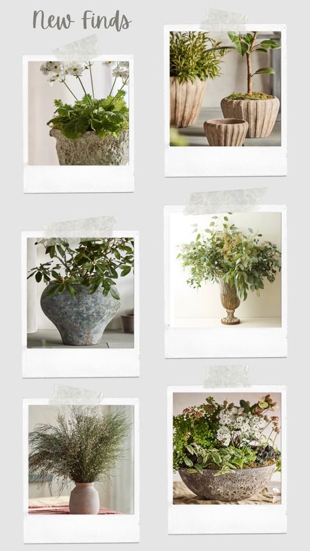 New finds

Fresh florals 
Planters
Spring Decor

#LTKfindsunder50 #LTKfindsunder100 #LTKhome