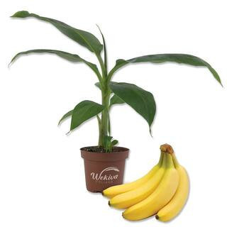 Banana tree product photo via LTK