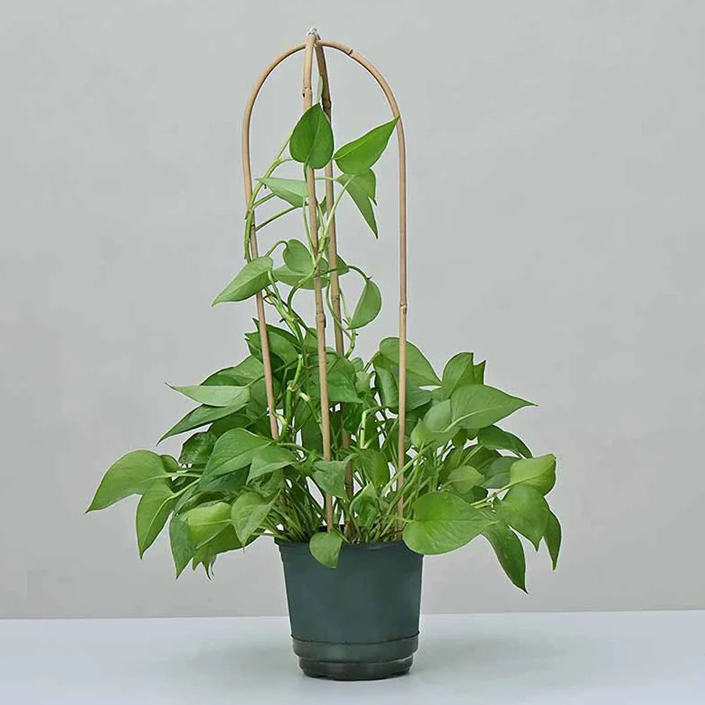 U-Hoops Bamboo Climber Trellis For Vine Branches Support Household Plant Planting Tool | Walmart (US)