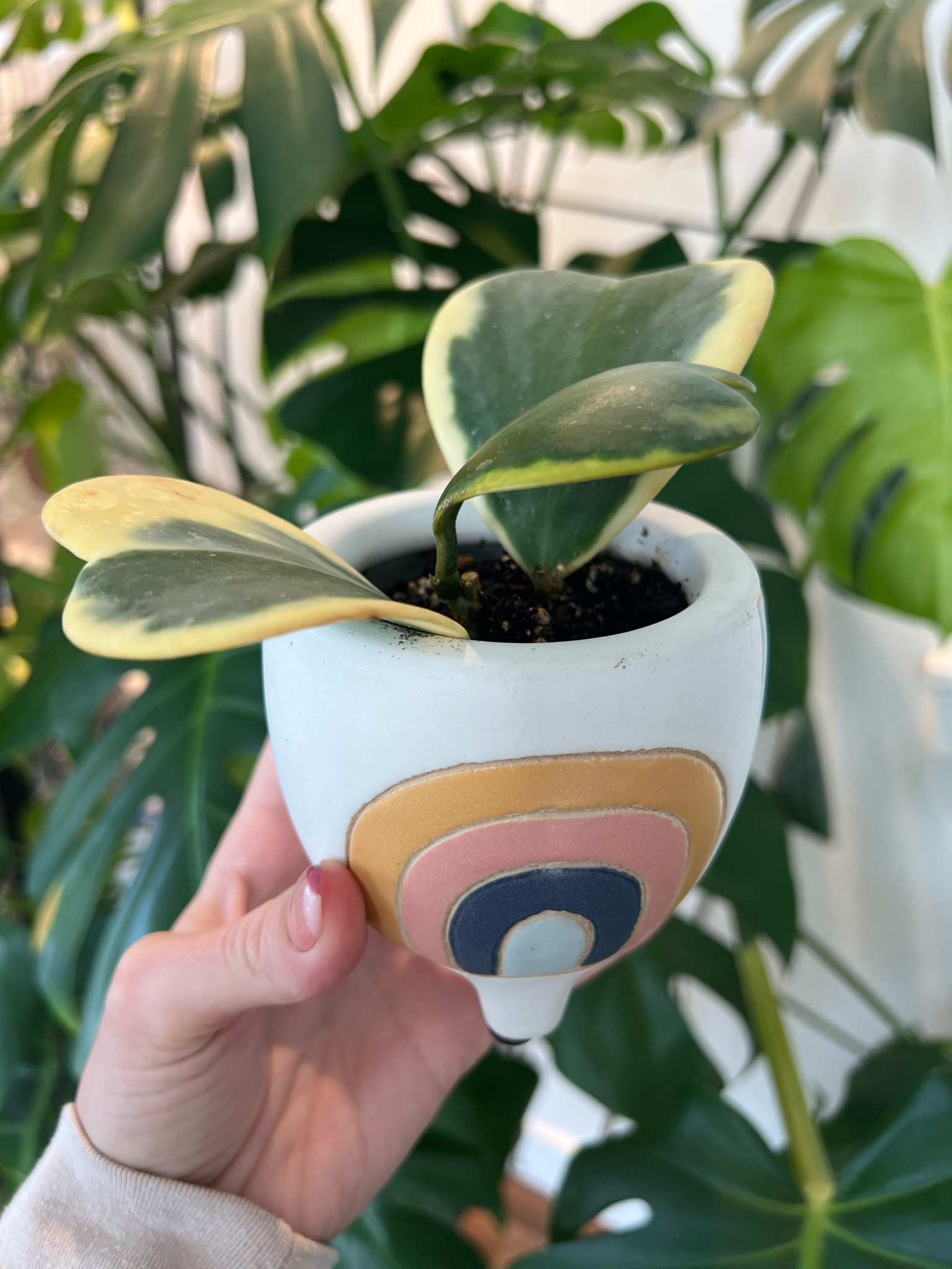 The cutest rainbow pot is perfect for the Hoya Kerrii 🌈

#LTKFind #LTKGiftGuide #LTKhome