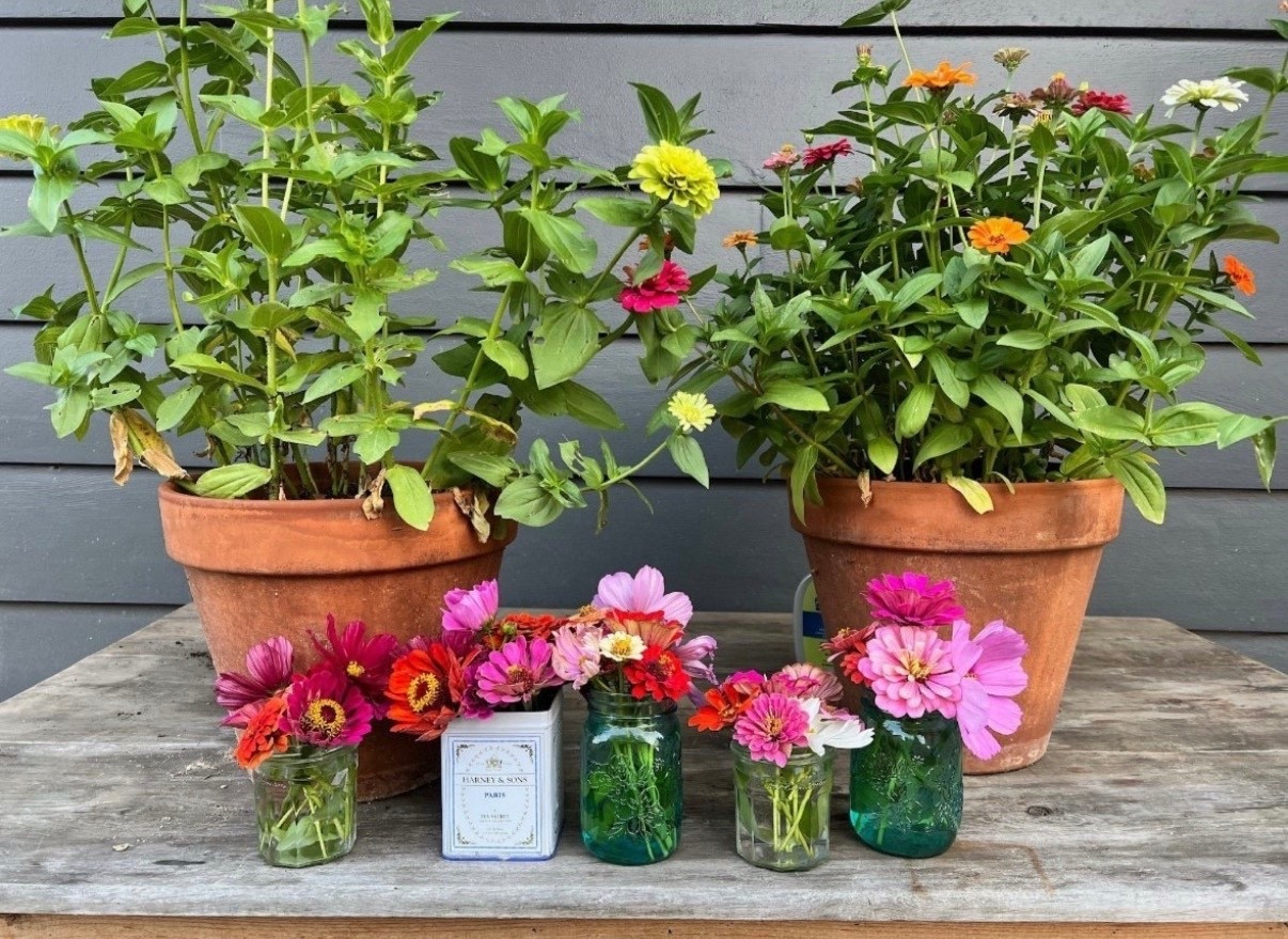 Want to fill your garden with color without a ton of effort? Zinnias are the answer! I’ve linked the exact seeds I love to use every year if you want to try them too. They’re the perfect low-maintenance bloom for a bold, happy garden!


#LTKfindsunder50 #LTKSeasonal #LTKfindsunder100