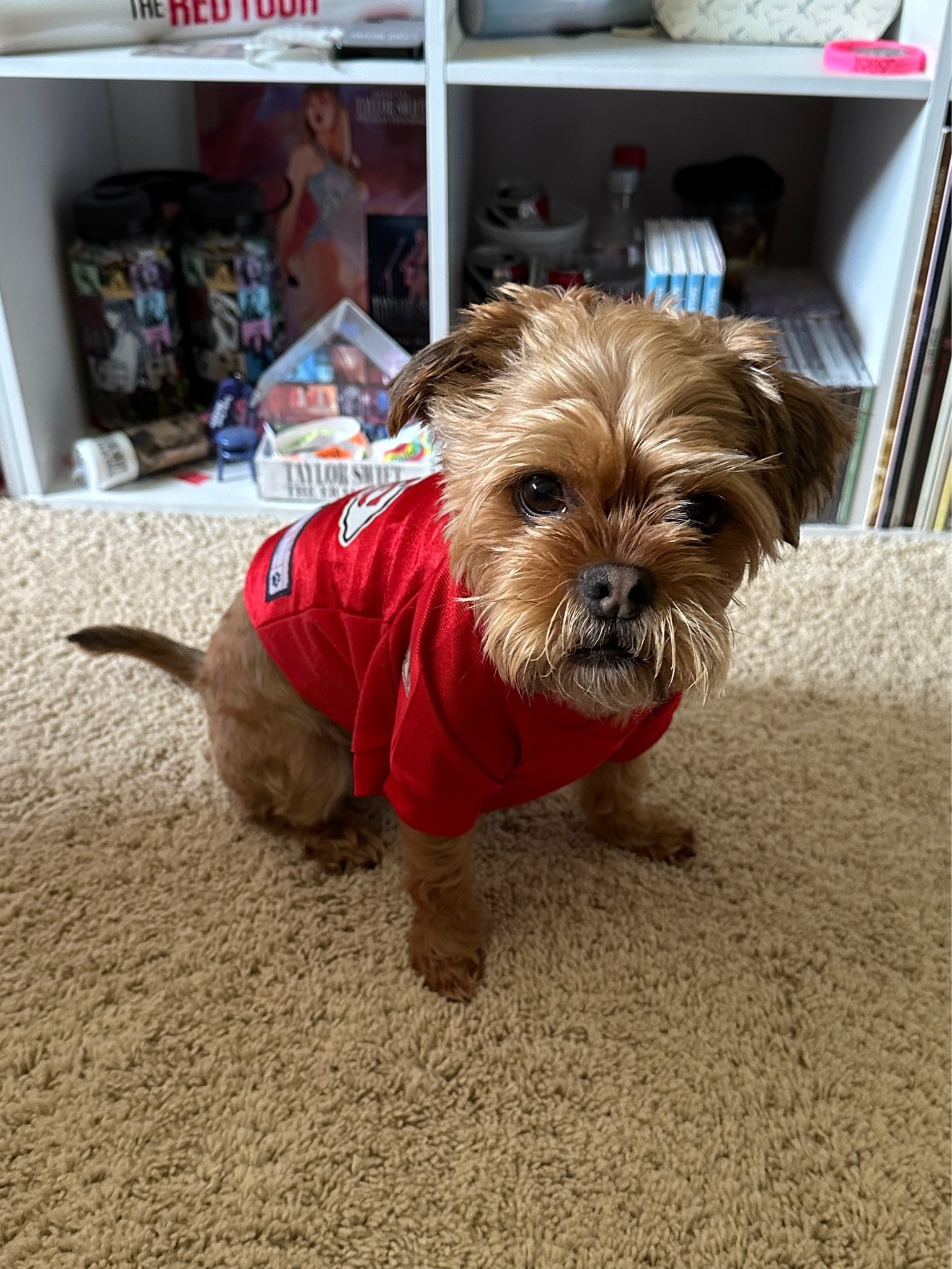 Kansas City Chiefs jersey for your pets 🏈

#LTKdayinmylife #LTKootd #LTKSaleAlert