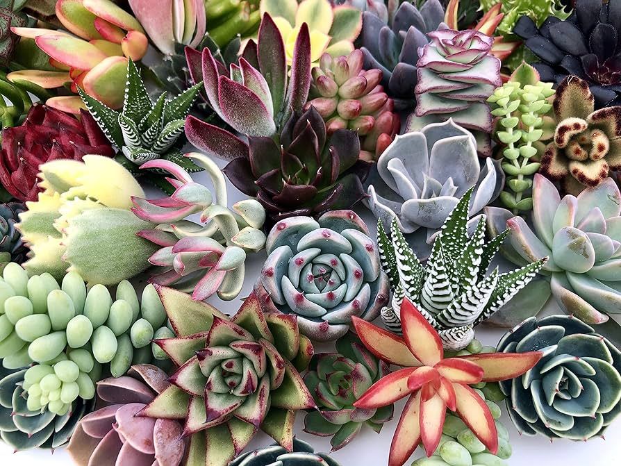 10 Assorted Live Succulent Cuttings, No 2 Succulents Alike, Great for Terrariums, Mini Gardens, a... | Amazon (US)