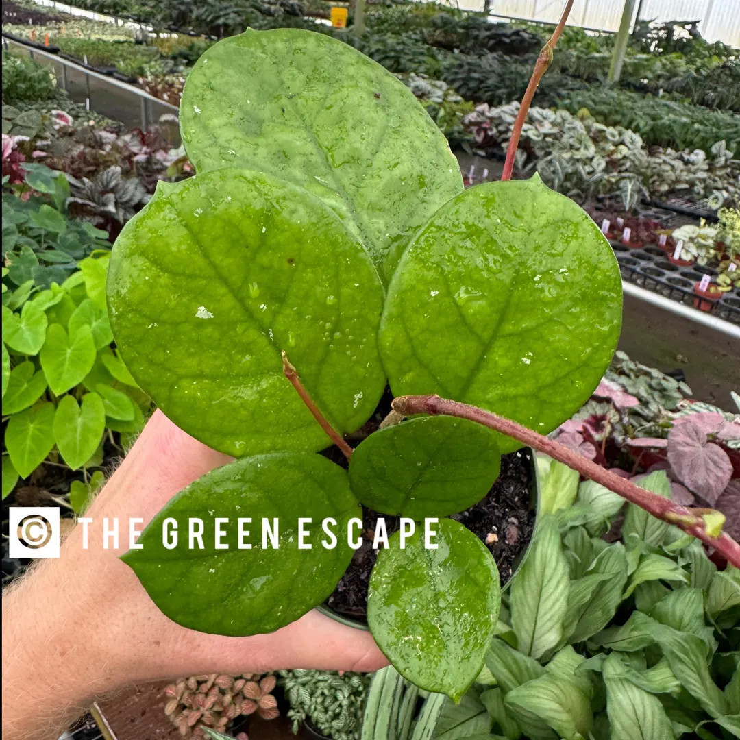 Hoya Fungii 4” Pot (ALL PLANTS Require You to Purchase 2 Plants!) - Etsy | Etsy (US)