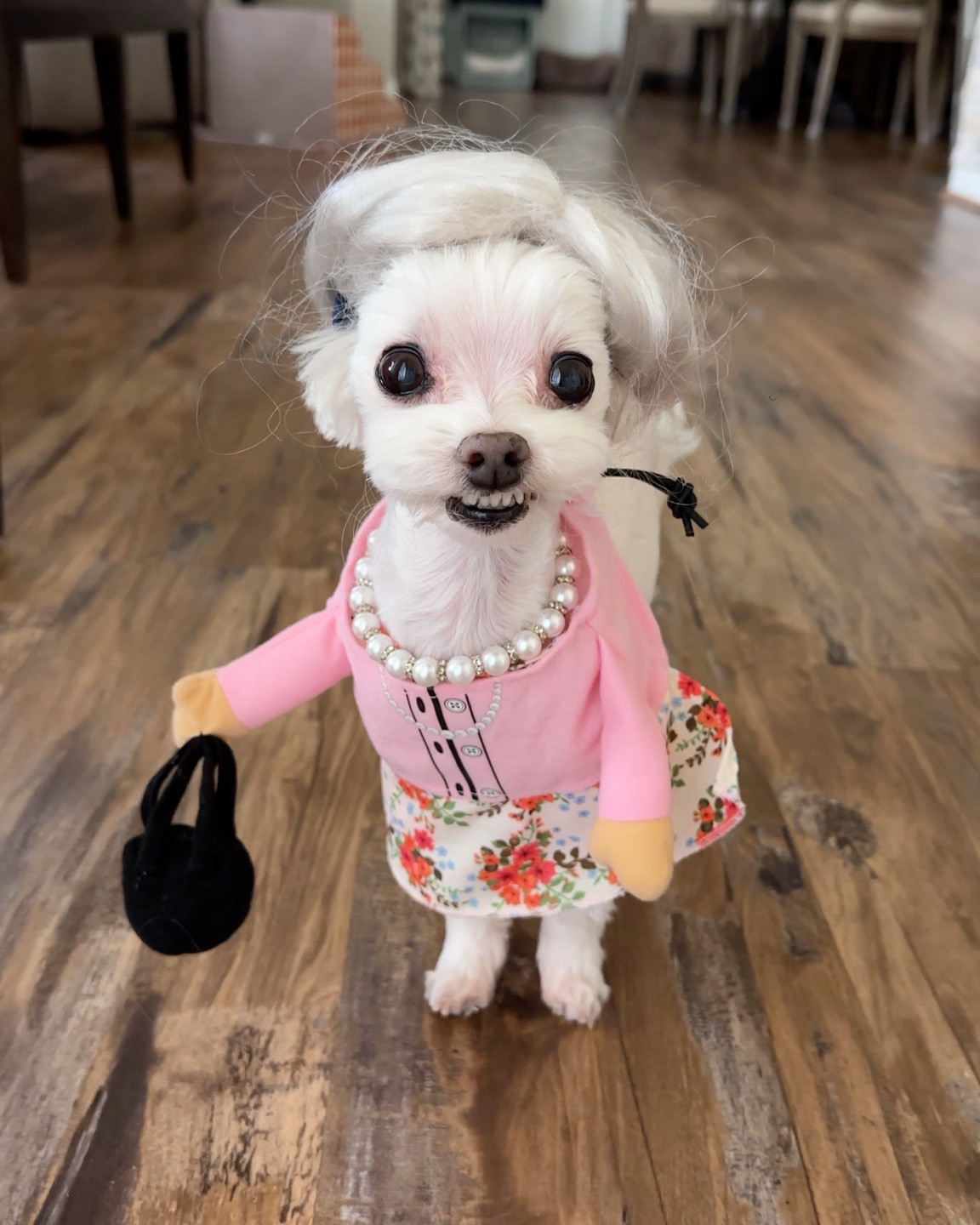 Chewy Frisco front Walking Granny Costume. Perry is wearing size XS. So much potential. Personal favorites are Mrs. Doubtfire, Umbridge (Harry Potter) and Victoria Crawley from Downton Abbey #pethalloween #dogcostume #smalldogcostumes 

#LTKFindsUnder50 #LTKSeasonal #LTKHalloween