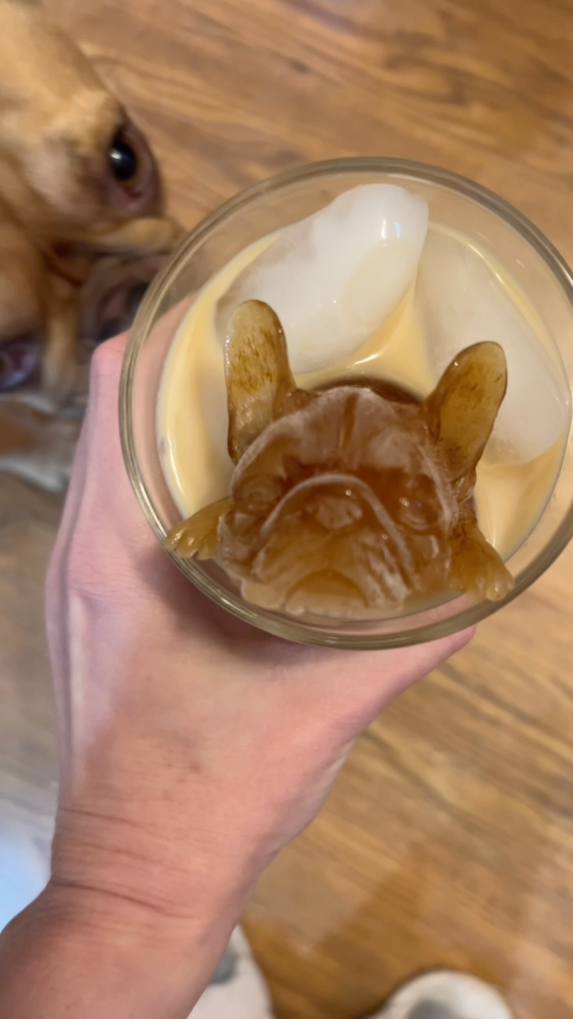 The cutest (sleepiest) little French Bulldog silicone mold. Perfect for iced coffee cubes! 
Frenchie

#LTKHome #LTKGiftGuide #LTKFindsUnder50