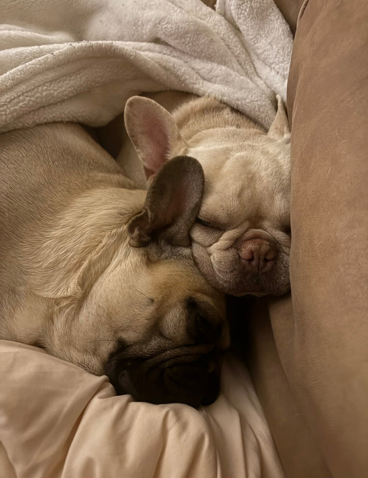 Yep! I also get #Easter treats for the pups. They bring so much happiness to our home, and they complete our family. I’m adding some fun #dogtreats to today’s post because #dogs make my heart smile.



#LTKselfcare #LTKdayinmylife